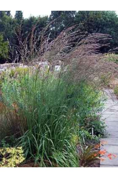 Молінія Фонтан ціна 